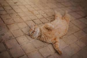 jengibre gato descansando en el hormigón pavimento en un calentar tarde foto