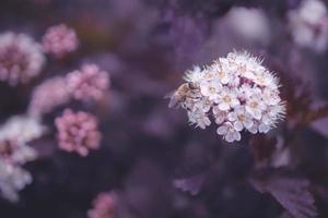 bright creamy flower on a background of purple leaves of a bush in close-up with bee photo