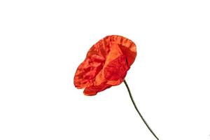 red poppy flower over white isolated background in close-up photo