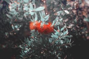 rojo flor en el jardín en el rayos de el verano Dom de cerca foto