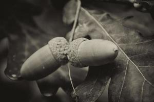 green autumn acorns on the branch of an oak among the leaves photo