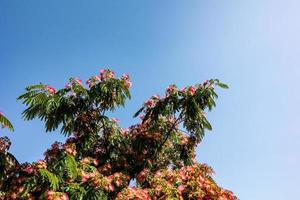 delicate Albizia Julibrissin tree on a warm sunny summer day in close-up photo
