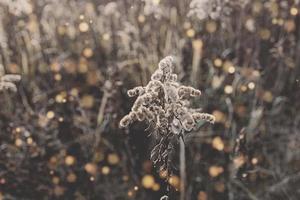 withered flowers in a meadow on a cold autumn day in closeup photo