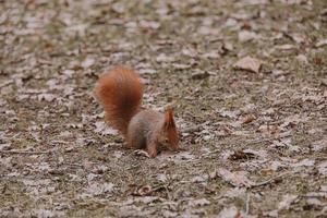 little red squirrel in autumn winter park in Poland photo