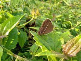 Butterfly in the paddy field photo