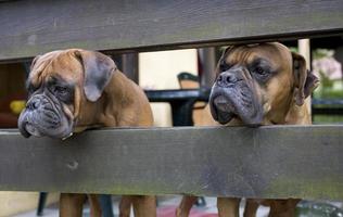 marrón cabeza perro criador Boxer mirando mediante un de madera cerca foto