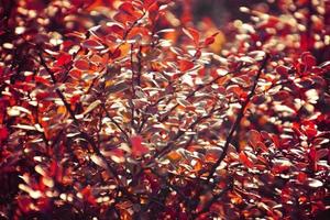 autumn red bush barberry in the rays of the morning sun, photo