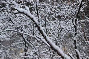 Group of snowy branches photo