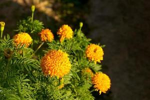 native marigold bush Buddhists like to bring flowers to string garlands to worship monks and sacred things according to their beliefs. soft and selective focus. photo