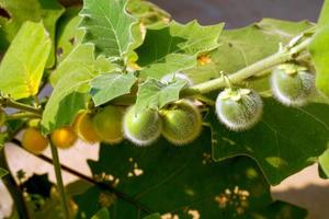 Vegetables belonging to the same family as eggplant The fruit is round with soft hairs all around. The ripe yellow fruit is used to add to chili paste or to cook a sour curry. photo