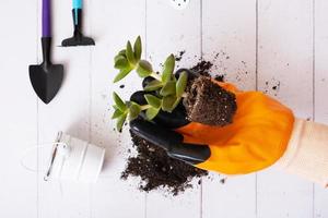 Home plant in gloved hand and the soil, pots and gardening tools flat lay, top view. Home gardening concept photo