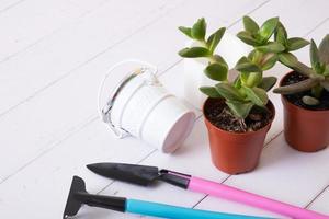 Home plants and gardening tools with gloves, pots on wooden table. Home gardening concept photo