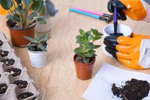 Hands in garden gloves planting succulents in new flower pots. The process of home gardening photo