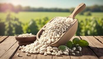 white beans in wooden scoop on table with green legume field on sunny day on the background. photo