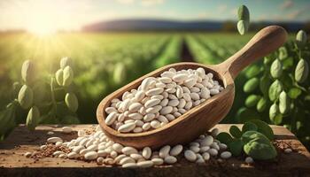 white beans in wooden scoop on table with green legume field on sunny day on the background. photo