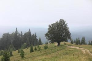 campo montañoso en verano. camino cuesta arriba en la distancia. árboles en las colinas ondulantes. cresta en la distancia. nubes en el cielo. hermoso paisaje rural de los cárpatos. ucrania, europa foto