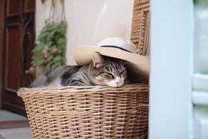 Cute cat wearing a cap, lies in a basket, background house door. photo