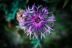 Mountain knapweed Centaurea montana open flower also called cornflower on dark green background photo