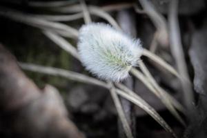 Beautiful willow fluffy bud fallen on ground covered with brown dry leaves and long pine needles photo