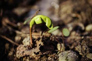 Newly born maple germination from the seed in spring green maple sprout on dry brown leaves background photo