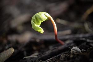 New born green maple sprout from the seed in spring on dry brown leaves background in bright sunset bokeh photography photo