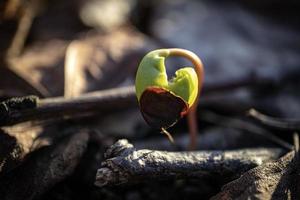 nuevo nacido verde arce brote desde el semilla con el cáscara en primavera en seco marrón hojas antecedentes en brillante puesta de sol bokeh fotografía foto