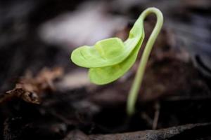 New born green maple sprout from the seed in spring on dry brown leaves background in bright sunset bokeh photography photo