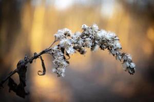 el maduro semillas de solidago altísima en brillante dorado puesta de sol ligero borroso bosque antecedentes foto