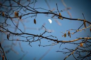 The moon between branches in the park on light blue sky during the golden hour sunset light photo
