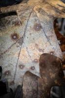 Dry fallen oak leaf with round spots on the ground on bight day photo