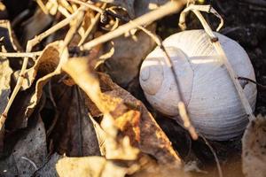 A white snail shell lies hidden in brown dry leaves in sunset light photo