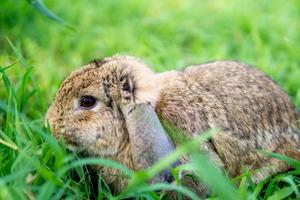 Holland lop rabbit on green grass photo