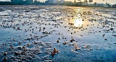 ghost crabs move towards the sunlight in search of food photo