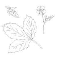 Hand drawn strawberry leaf, flower and berry in freehand retro style. vector