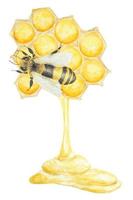Hand drawn watercolor illustration of yellow bee on honeycombs and honey vector