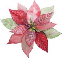 Watercolor handdrawn poinsettia. Traditional Christmas and New year illustration. vector