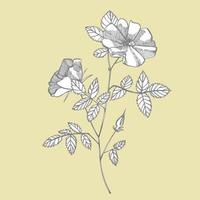 Wild rose flowers drawing and sketch illustrations. Decorative floral set for fabric, textile, wrapping paper, card, invitation, wallpaper, web design. Handwritten abstract text vector