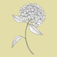 Hydrangea graphic illustration in vintage style. Flowers drawing and sketch with line-art on white backgrounds. Botanical plant illustration. Handwritten abstract text vector