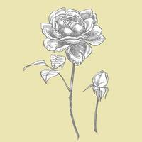 rosas. mano dibujado flor conjunto ilustraciones. botánico planta ilustración. Clásico medicinal hierbas bosquejo conjunto de tinta mano dibujado médico hierbas y plantas bosquejo vector