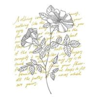 Wild rose flowers drawing and sketch illustrations. Decorative floral set for fabric, textile, wrapping paper, card, invitation, wallpaper, web design. Handwritten abstract text vector