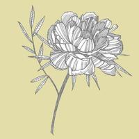 Peony flower and leaves drawing. Hand drawn engraved floral set. Botanical illustrations. Great for tattoo, invitations, greeting cards vector