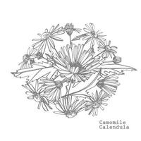 manzanilla. colección de mano dibujado flores y plantas. botánica. colocar. Clásico flores negro y blanco ilustración en el estilo de grabados. vector
