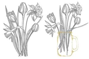 Tulip flower graphic sketch illustration. Botanical plant illustration. Vintage medicinal herbs sketch set of ink hand drawn medical herbs and plants sketch. Handwritten abstract text vector