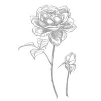 rosas. mano dibujado flor conjunto ilustraciones. botánico planta ilustración. Clásico medicinal hierbas bosquejo conjunto de tinta mano dibujado médico hierbas y plantas bosquejo vector