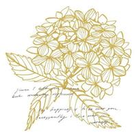 Hydrangea graphic illustration in vintage style. Flowers drawing and sketch with line-art on white backgrounds. Botanical plant illustration vector