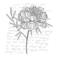 Peony flower and leaves drawing. Hand drawn engraved floral set. Botanical illustrations. Great for tattoo, invitations, greeting cards vector