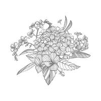 hortensia gráfico ilustración en Clásico estilo. flores dibujo y bosquejo con arte lineal en blanco antecedentes. botánico planta ilustración. escrito resumen texto vector