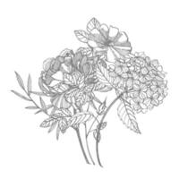 ramo. primavera flores y leña menuda. peonias, hortensia, Rosa. Clásico botánico ilustración. negro y blanco conjunto de dibujo acianos, floral elementos, mano dibujado botánico ilustración. vector