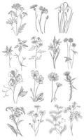 Collection of hand drawn flowers and herbs. Botanical plant illustration. Vintage medicinal herbs sketch set of ink hand drawn medical herbs and plants sketch vector