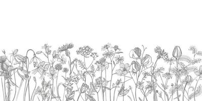 colección de mano dibujado flores y hierbas. botánico planta ilustración. Clásico medicinal hierbas bosquejo conjunto de tinta mano dibujado médico hierbas y plantas bosquejo vector